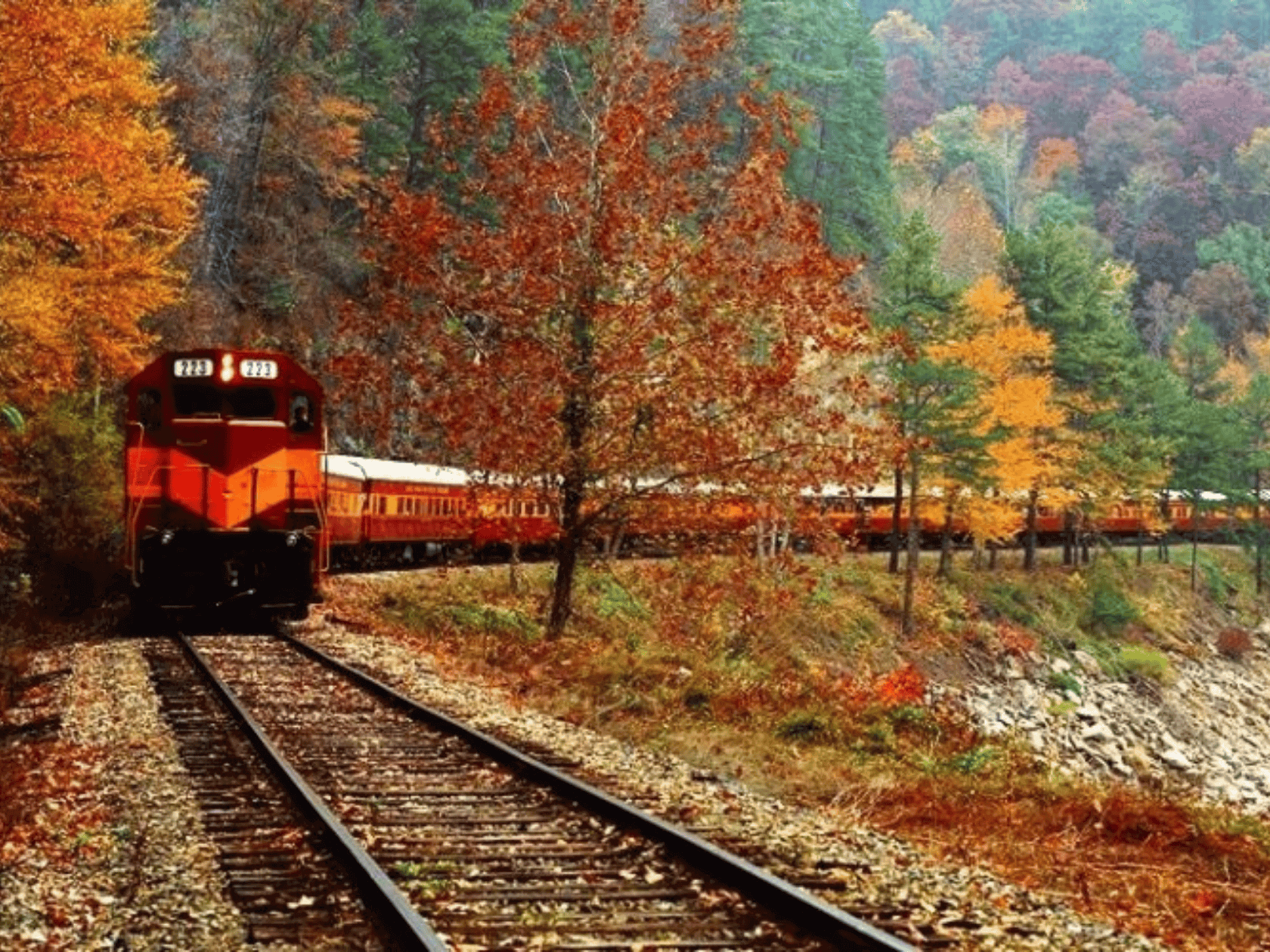 A steam engine on rails going through bright autumn forest